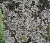 Crudwell - photo: 0005