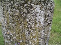 Crudwell - photo: 0518