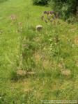 Draycot Cerne - photo: 0022