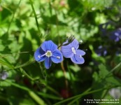 Fovant - photo: 0812