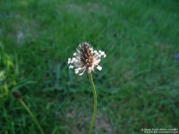 Fovant - photo: 0813