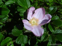 Fovant - photo: 0814