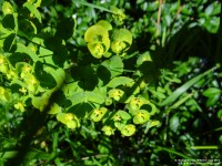 Fovant - photo: 0817