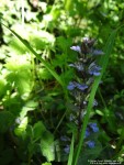 Fovant - photo: 0818