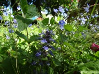 Fovant - photo: 0820