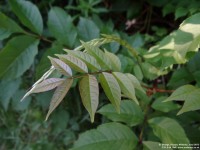 Fovant - photo: 0827