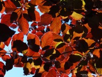 Fovant - photo: 0828