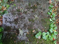 Grittleton - photo: 00022