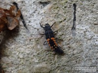 Grittleton - photo: 00165