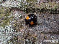 Grittleton - photo: 00167