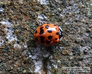 Grittleton - photo: 00170