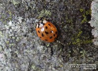 Grittleton - photo: 00171