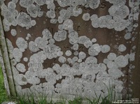 Garsdon - photo: 00046
