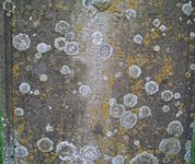 Hannington - photo: 00108