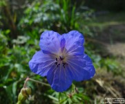 Imber - photo: 0154