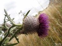 Imber - photo: 0157