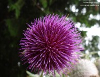 Imber - photo: 0158