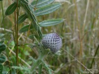 Imber - photo: 0160