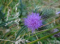 Imber - photo: 0161