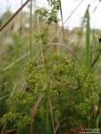 Imber - photo: 0163