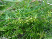 Imber - photo: 0164