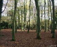 Lydiard Park - photo: 0036