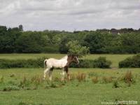 Lydiard Park - photo: 0063