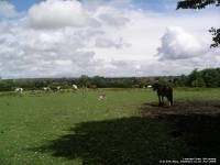 Lydiard Park - photo: 0064