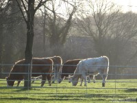 Lydiard Park - photo: 0122