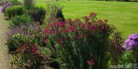 Lydiard Park - photo: 0159