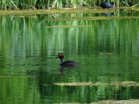 Lydiard Park - photo: 0227