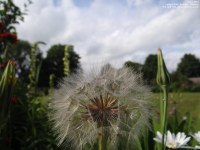 Lydiard Park - photo: 0255