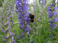 Lydiard Park - photo: 0299