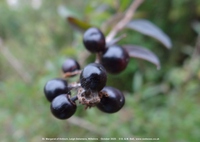 Leigh Delamere - photo: 1114