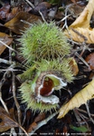 Little Cheverell - photo: 00428