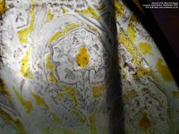 Longcot - photo: 00092