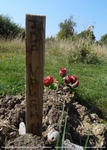 Longcot - photo: 00470