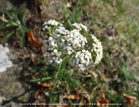 Longcot - photo: 00491