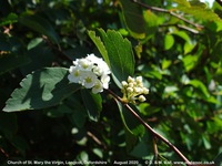 Longcot - photo: 00494