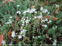 Longcot - photo: 00549