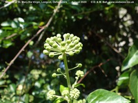 Longcot - photo: 00553