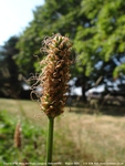 Longcot - photo: 00554