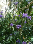 Longcot - photo: 00555