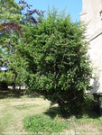 Longcot - photo: 00556