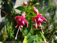 Longcot - photo: 00557