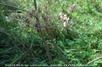 Longcot - photo: 00558