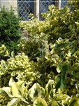 Longcot - photo: 00560