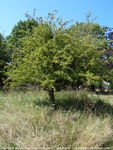 Longcot - photo: 00562