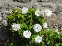 Longcot - photo: 00563