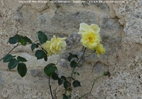 Longcot - photo: 00564
